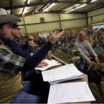 Your Guide to Horse Auctions